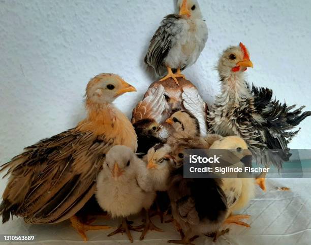 Dwarf Chick Serama Group Stock Photo - Download Image Now - Group Of Animals, Rooster, Animal