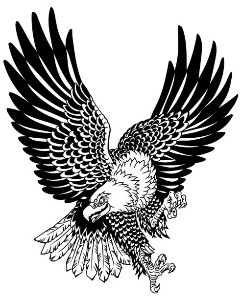 American whitehead bald eagle in the flight. American whitehead bald eagle in the flight. Landing attacking prey bird.  Tattoo style black and white vector illustration eagle bird stock illustrations