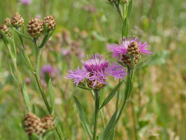 istock fluffy blooming wildflower cornflowers 1310564682