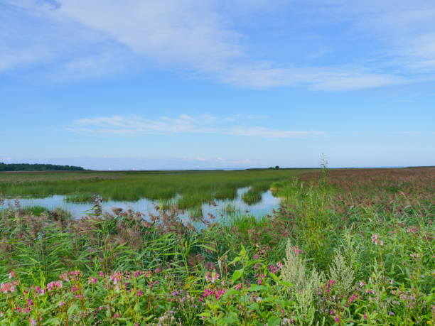 istock flowering flooded meadows summer landscape 1310564685