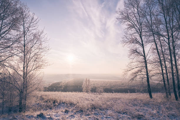 istock Winter landscape, snow covered forest, sunny day 1310565173