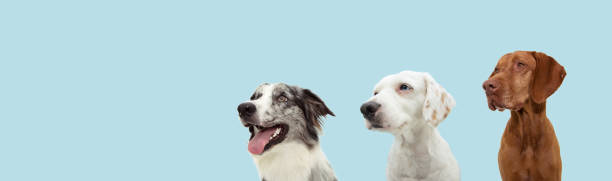 istock Banner three attentive dogs looking away. Obedience training concept. Isolated on blue pastel background 1310566119