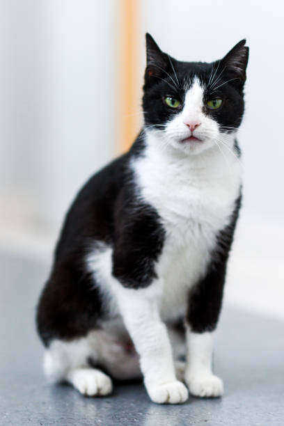istock Black-and-white cat relaxing at home. 1310566286