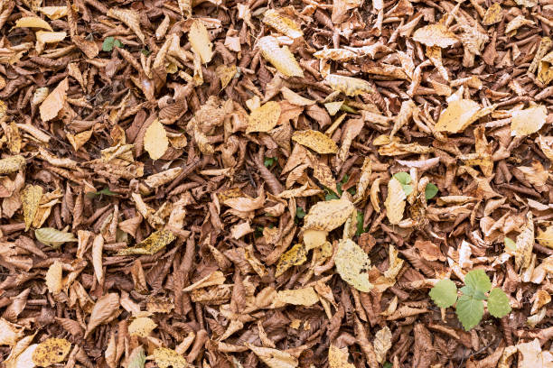 istock natural backdrop of faded leaves 1310566307