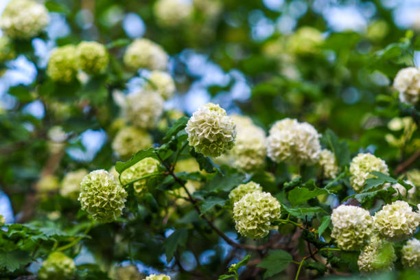 istock Blooming white balls of viburnum opulus on the tree during spring. 1310566961