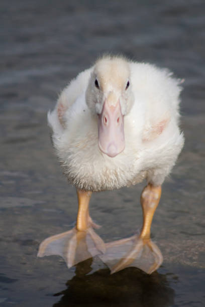 istock the birds in the wetlands 1310567044