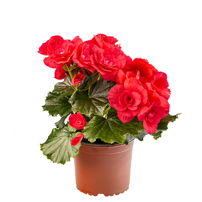 Red and white begonias planted in stripes in a flowerbed.