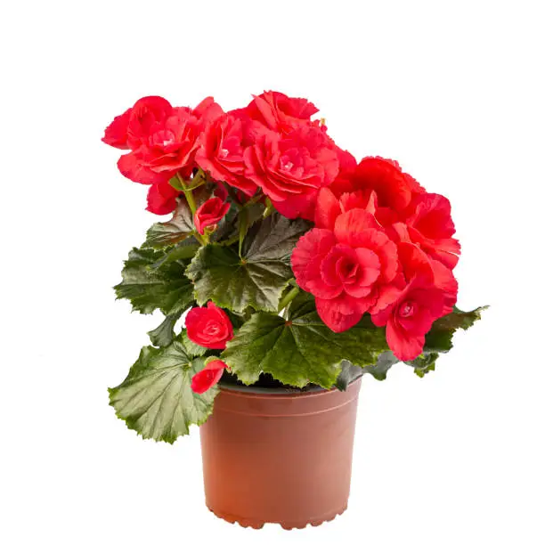 Red begonia in full bloom on white background