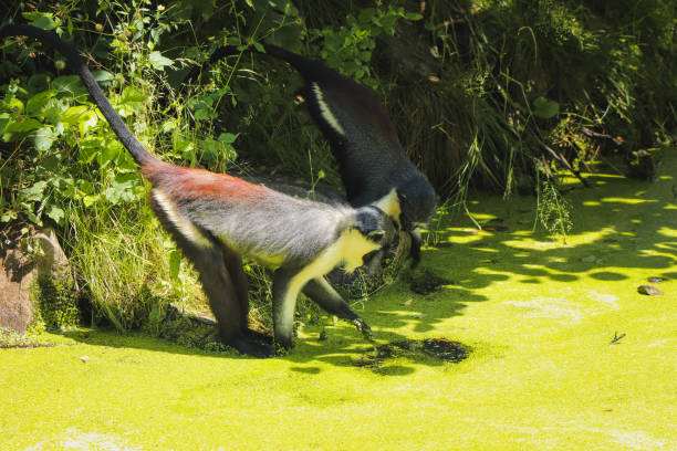 cercopithecus diana очищает в очень грязном озере, покрытом цианобактериями. диана обезьяна хлопает в воду, чтобы очистить его и добраться до питьев� - зелёная мартышка стоковые фото и изображения