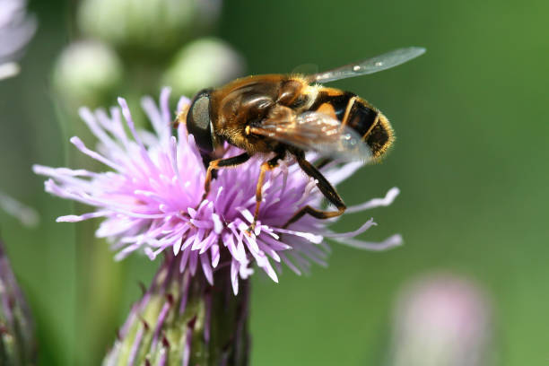 istock Close-up of a hoverfly sits on a lilac burdock flower on a bright sunny day. Selective focus. 1310567314