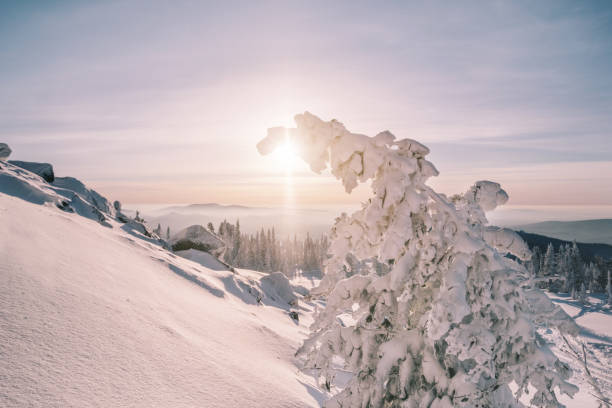 istock Snow covered frozen spruce tree during winter sunset, stunning mountain valley view 1310567367