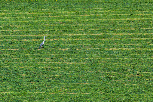 Heron background standing on a green field