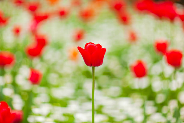 istock Red Tulips in the Istanbul 1310570942