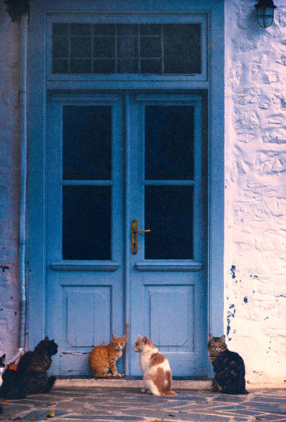 I've noticed that there are so many (stray) cats in Greece. When I went to Hydra, I saw many many x many cats !  The 4 cats in the pictures were waiting for something in front of the door. It looked like a travel agent. Not sure what exactly they were waiting for but it is cure, isn't it ? 4 of them sit in the same way.