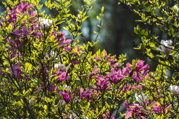 flores de magnolia que florecen en el jardín de primavera. - tree magnolia vibrant color close up fotografías e imágenes de stock