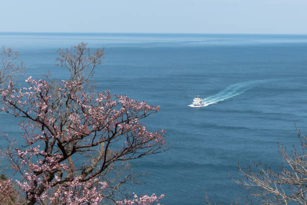 Cherry Blossom overlooking the Sea of Ohotsk with a ship cruising in the background Cherry blossom is a sign of spring in Japan and there is a huge build up to the time when the trees start blossoming. shiretoko mountains stock pictures, royalty-free photos & images