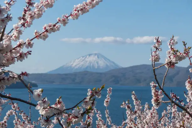 Cherry blossom is a sign of spring in Japan and there is a huge build up to the time when the trees start blossoming.