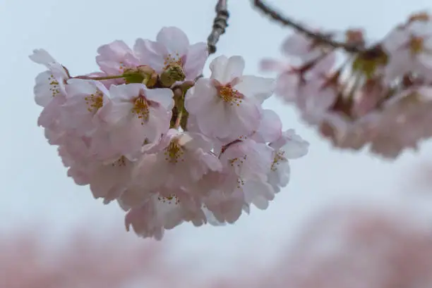 Cherry blossom is a sign of spring in Japan and there is a huge build up to the time when the trees start blossoming.