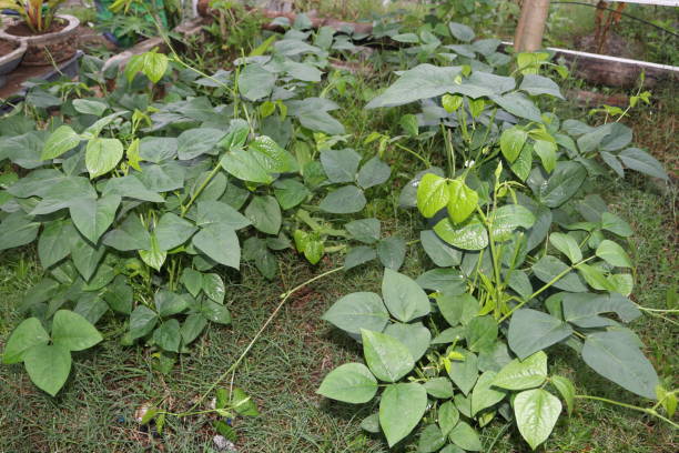 istock a collection of long bean leaf plants in a small garden 1310573265