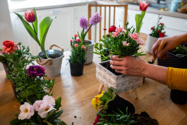 istock Woman Holding Flower Pot On Table 1310573299