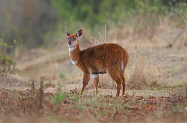 istock Ethiopian Highlands Bushbuck 1310575731