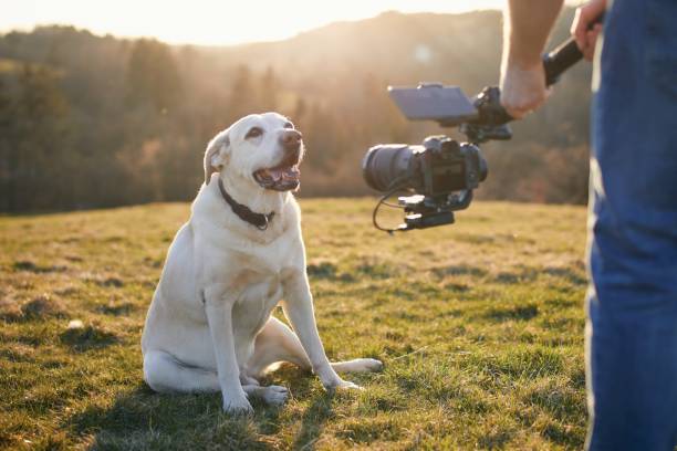 Cute dog posing for filming on meadow