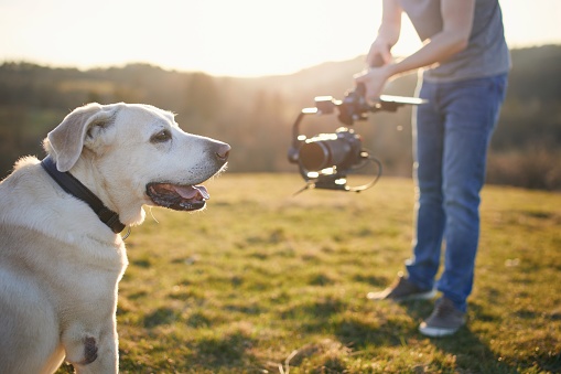 Cute dog posing for filming on meadow
