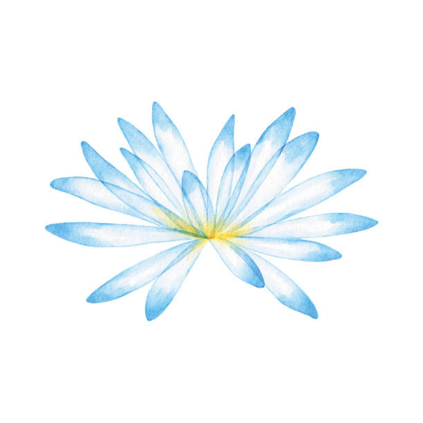 수채화 블루 수련 - water lily lotus spirituality clean stock illustrations