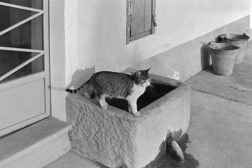 Vintage looking picture of cat on water well with buckets, in black and white