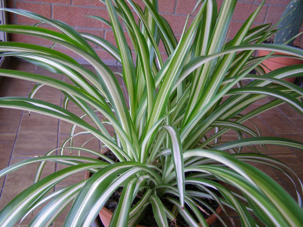 istock green chlorophytum comosum spider plant 1310577161