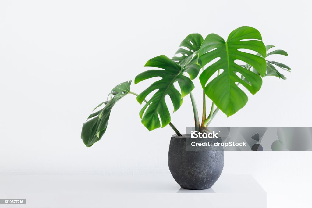 large leaf house plant Monstera deliciosa in a gray pot on a white background in a light interior clean image of a large leaf house plant Monstera deliciosa in a gray pot on a white background Plant Stock Photo