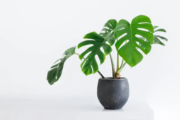 Photo of large leaf house plant Monstera deliciosa in a gray pot on a white background in a light interior