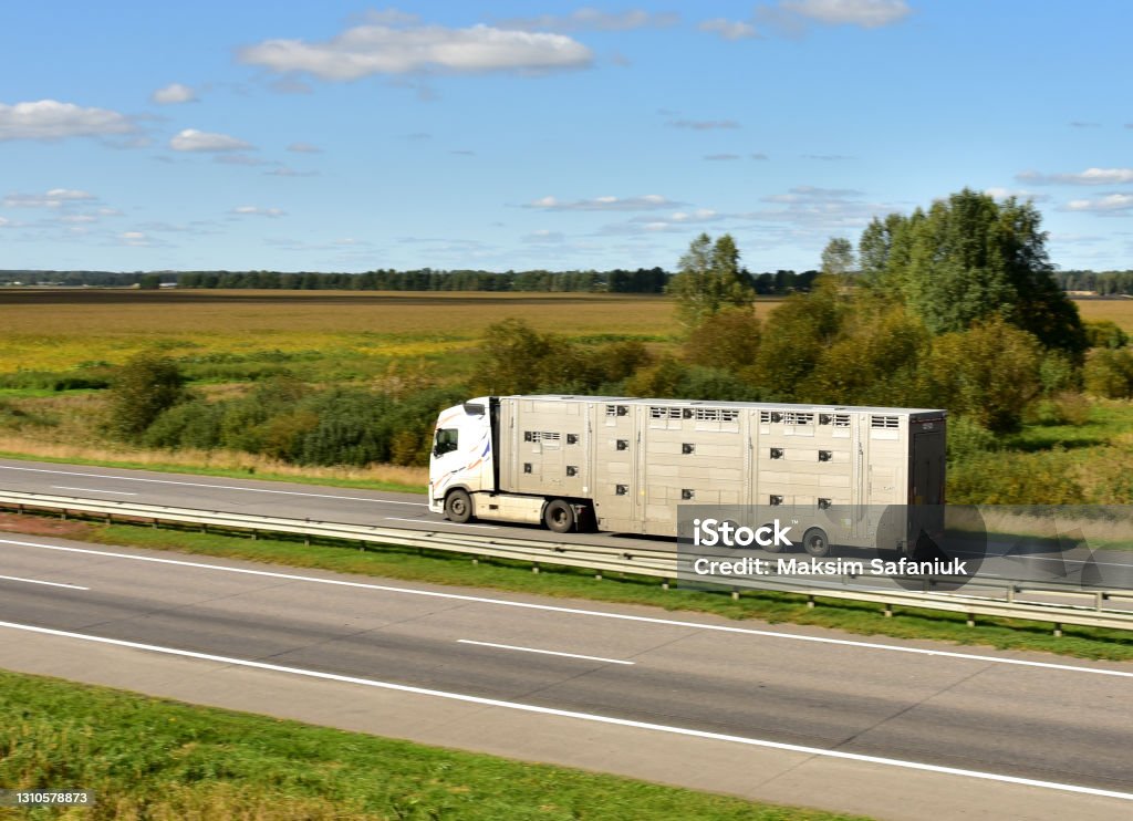 Animal Transporter Truck Driving On A Highway Semitrailer Truck With Farm  Animals In Trailer On Motorway Stock Photo - Download Image Now - iStock