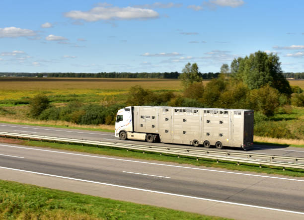 animal transporter truck driving on a highway. semi-trailer truck with farm animals in trailer on motorway - domestic car color image horizontal car imagens e fotografias de stock