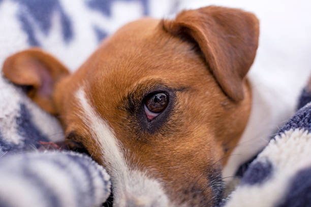 istock sad face of jack russell terrier on a leopard blanket, horizontal