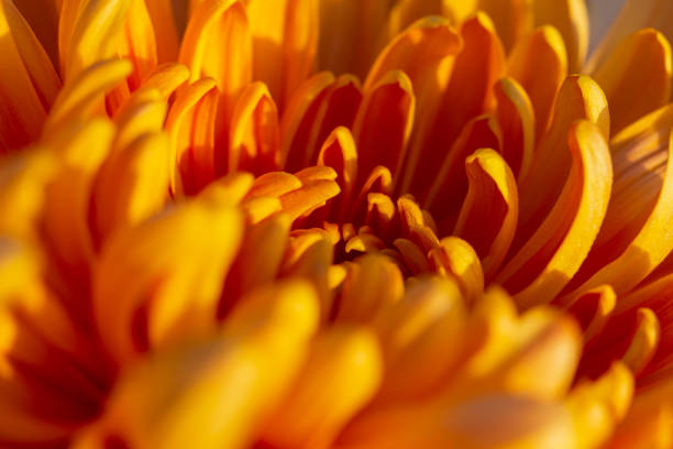 Chrysanthemum macro orange flower autumn. Abstract natural background of chrysanthemum petals. stock photo