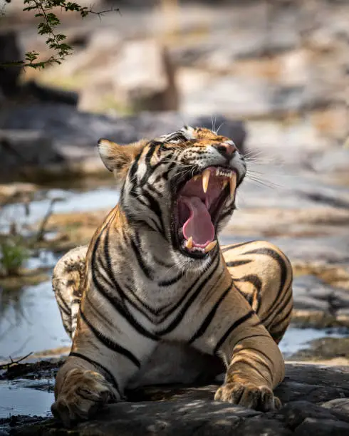 Photo of Indian wild royal bengal male tiger extreme close up or portrait with roar and yawn at ranthambore national park or tiger reserve sawai madhopur rajasthan india - panthera tigris tigris