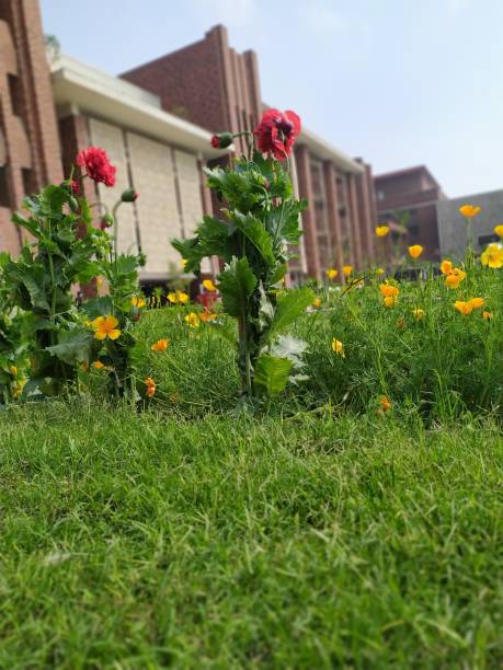 istock Blossom & Liberal College 1310582662