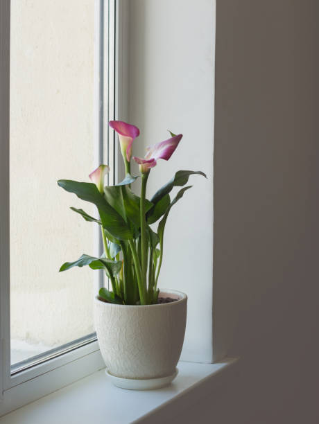 istock plants in pots on white windowsill indoor 1310582742