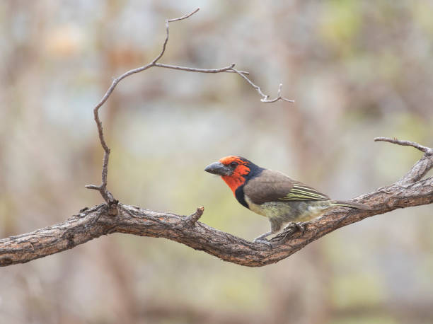 Black-collared Barbet is perching on a branch stock photo