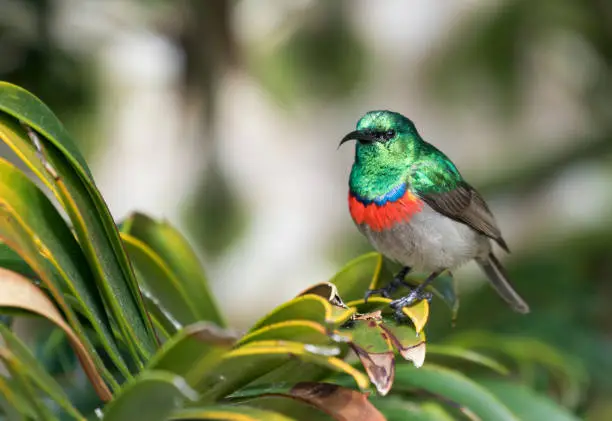 Southern Double-collared Sunbird is perching