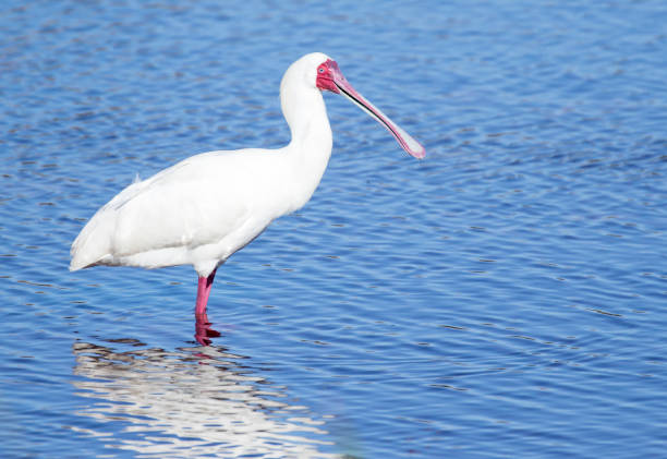 istock African spoonbill is standing in the water with reflection in the water 1310583206
