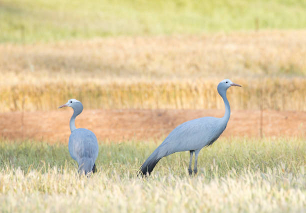 Two blue cranes are standing in the dry crash with soft background colours