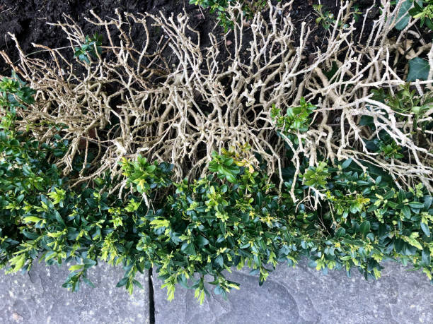 Photo showing an elevated view of boxwood blight fungal disease affecting boxwood hedging plants. imagen de primer plano de las plantas pavimentadas de la entrada forradas por plantas de cobertura de cajas (buxus sempervirens) que sufren de plaga de madera de caja, caída de hojas de madera de caja causada por una enfermedad fúngica, vista elevada