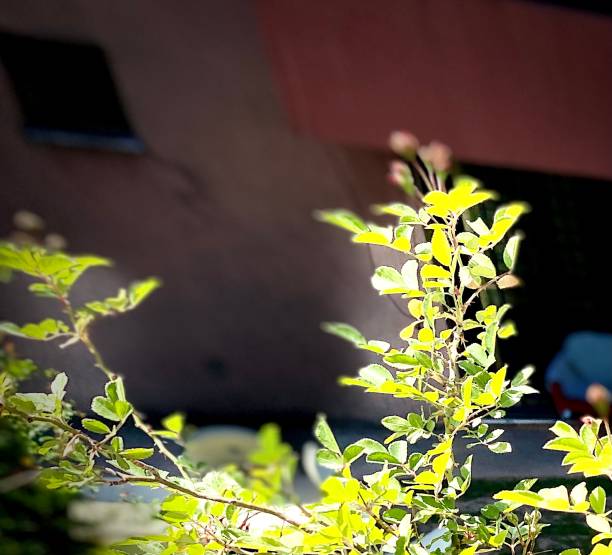 istock Lush green rise plant in dark background 1310584357