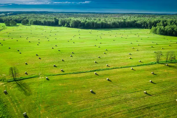 Photo of Sheaves of hay on green field. Agriculture in Poland