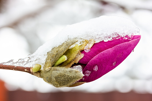 a magnolia flower bud in the snow close-up