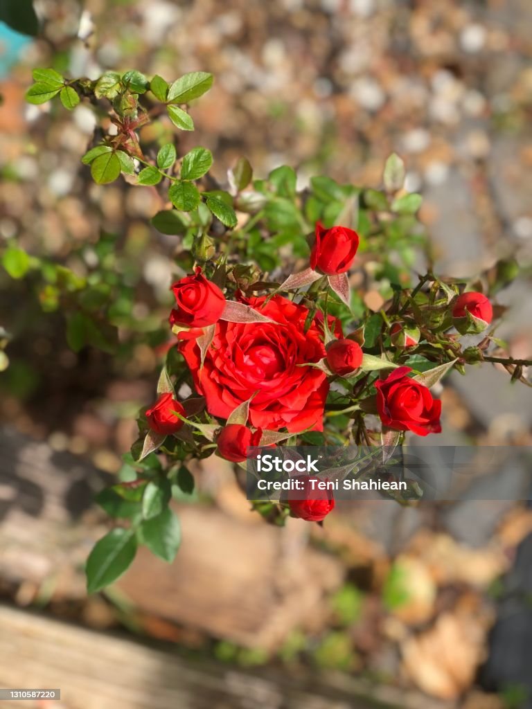 Red Roses Roses in bloom Beauty Stock Photo