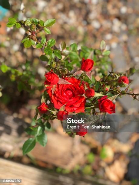 Red Roses Stock Photo - Download Image Now - Beauty, Blossom, Close-up
