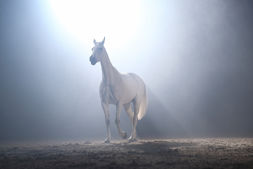 White horse standing in the fog. Silhouette photo of a horse at night.